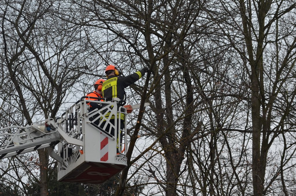 Einsatz BF Baum Koeln Vingst Vingster Ring P39.JPG - Miklos Laubert